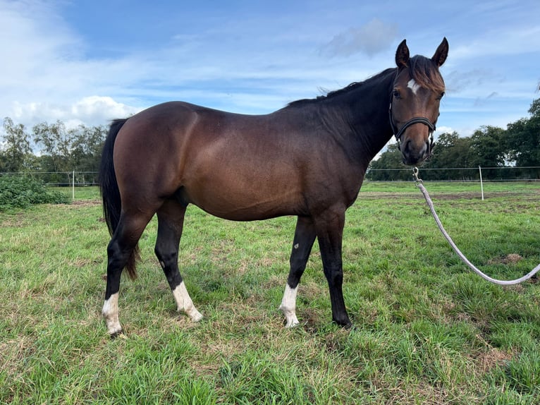 Duitse rijpony Mix Hengst 2 Jaar 145 cm Buckskin in Lilienthal
