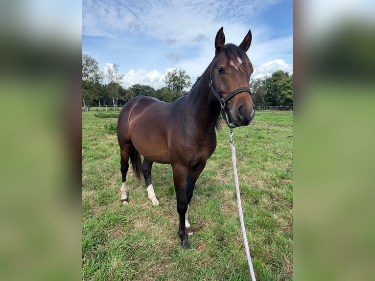 Duitse rijpony Mix Hengst 2 Jaar 145 cm Buckskin in Lilienthal