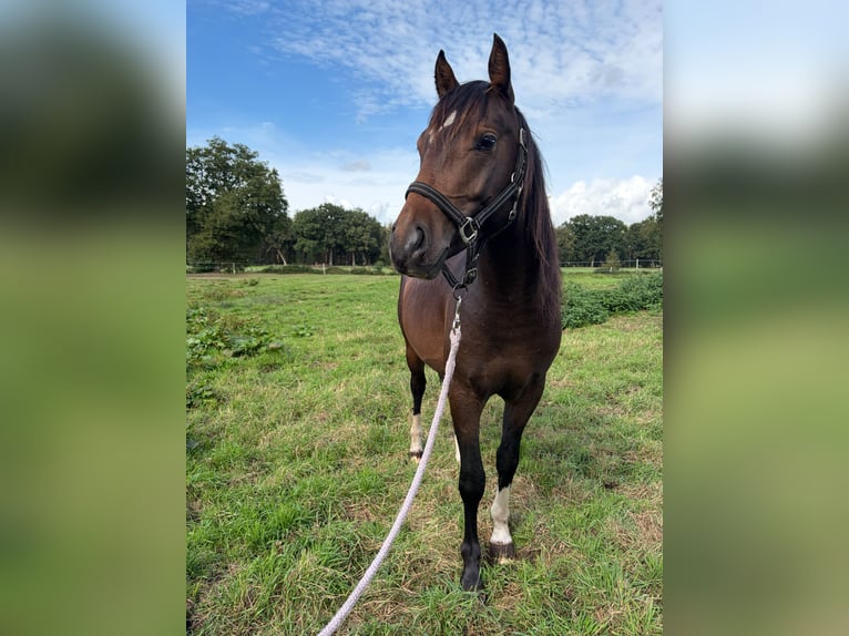 Duitse rijpony Mix Hengst 2 Jaar 145 cm Buckskin in Lilienthal