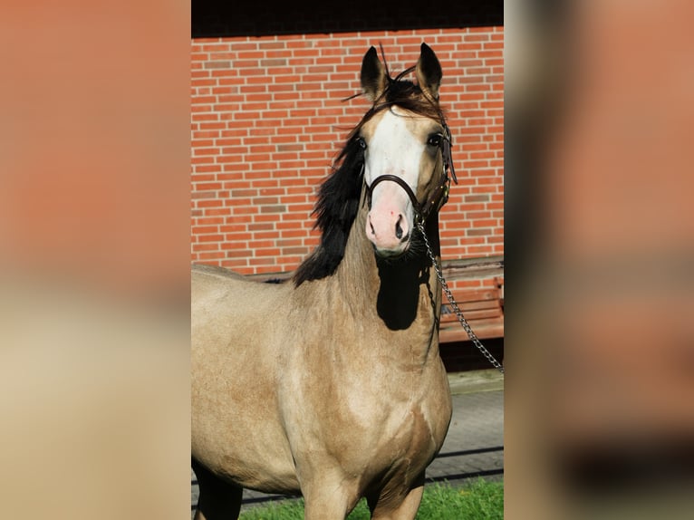 Duitse rijpony Hengst 2 Jaar 145 cm Buckskin in Rehburg-Loccum Münchehagen