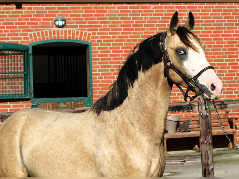 Duitse rijpony Hengst 2 Jaar 145 cm Buckskin in Rehburg-Loccum Münchehagen