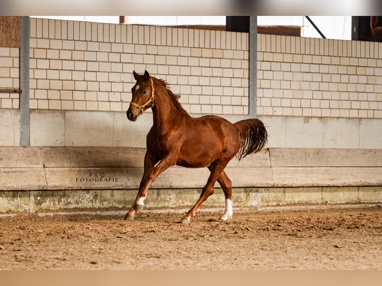 Duitse rijpony Hengst 2 Jaar 145 cm Donkere-vos in Marl