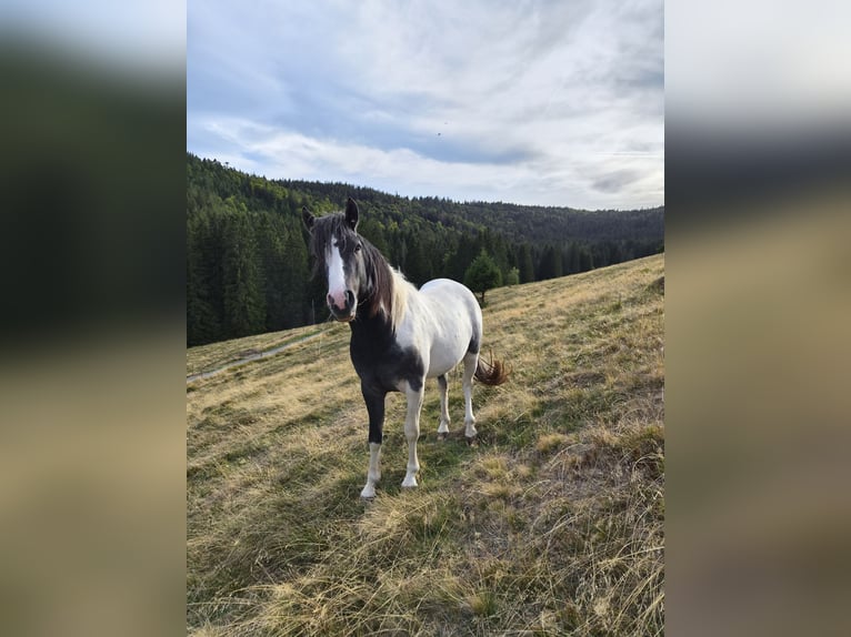Duitse rijpony Mix Hengst 2 Jaar 145 cm Gevlekt-paard in Steinen