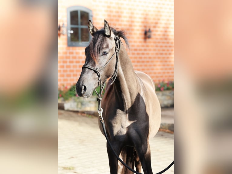 Duitse rijpony Hengst 2 Jaar 145 cm Grullo in Stuhr
