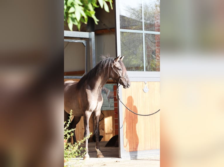 Duitse rijpony Hengst 2 Jaar 145 cm Grullo in Stuhr