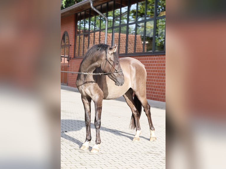 Duitse rijpony Hengst 2 Jaar 145 cm Grullo in Stuhr