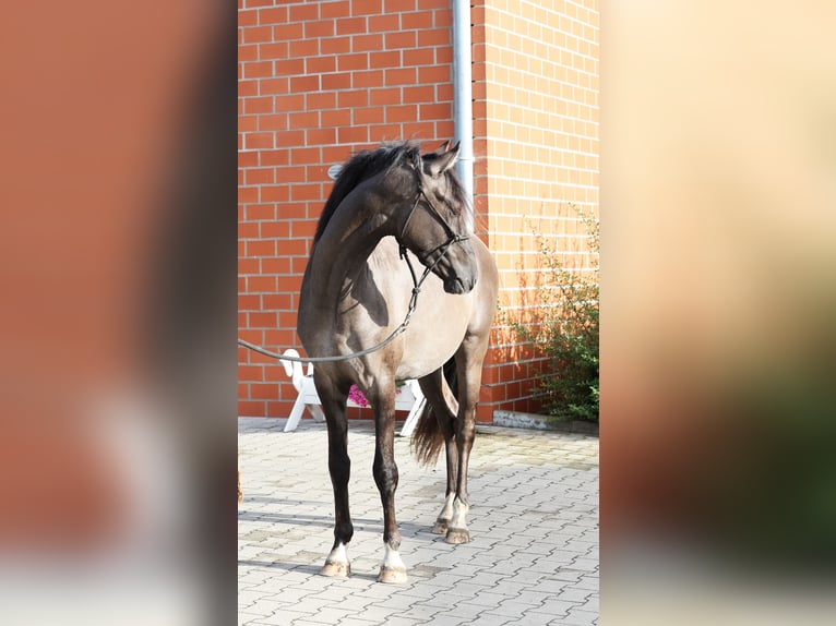 Duitse rijpony Hengst 2 Jaar 145 cm Grullo in Stuhr