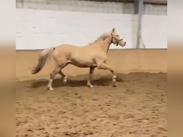 Duitse rijpony Hengst 2 Jaar 145 cm Palomino in Springe