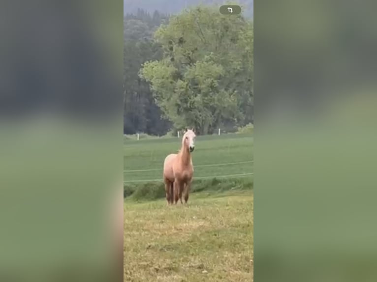 Duitse rijpony Hengst 2 Jaar 145 cm Palomino in Springe