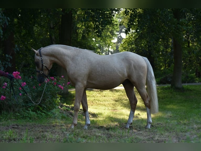 Duitse rijpony Hengst 2 Jaar 145 cm Palomino in Raddestorf