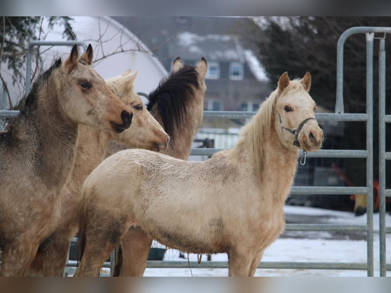 Duitse rijpony Hengst 2 Jaar 145 cm Palomino in Rees