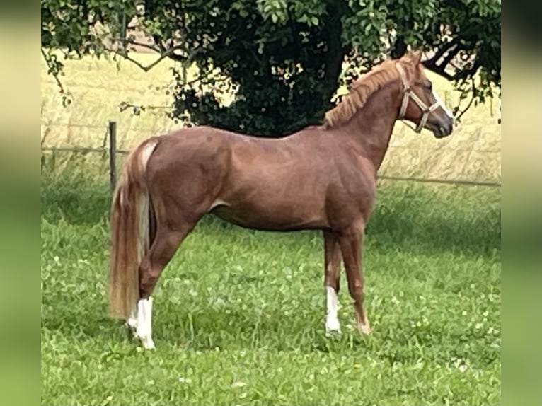 Duitse rijpony Hengst 2 Jaar 145 cm Vos in Wallrode