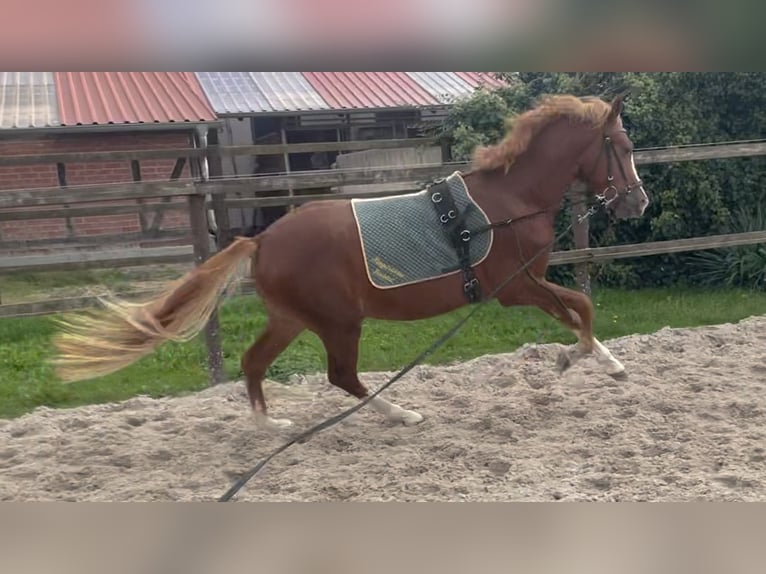 Duitse rijpony Hengst 2 Jaar 145 cm Vos in Wallrode