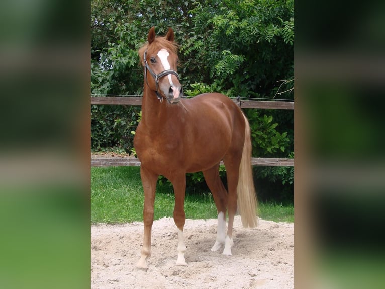 Duitse rijpony Hengst 2 Jaar 145 cm Vos in Wallrode