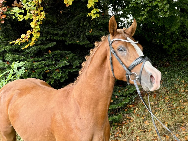 Duitse rijpony Hengst 2 Jaar 145 cm Vos in Großenkneten