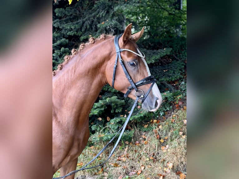 Duitse rijpony Hengst 2 Jaar 145 cm Vos in Großenkneten