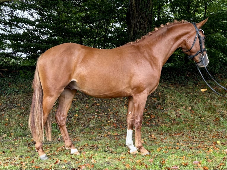 Duitse rijpony Hengst 2 Jaar 145 cm Vos in Großenkneten