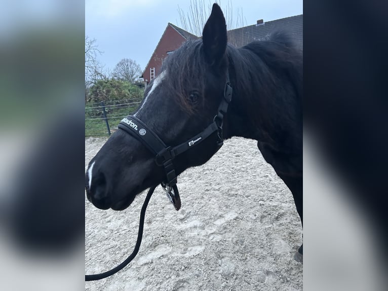 Duitse rijpony Mix Hengst 2 Jaar 145 cm Zwart in Ihlow Ludwigsdorf