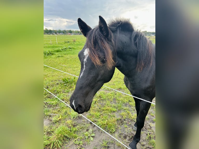 Duitse rijpony Mix Hengst 2 Jaar 145 cm Zwart in Ihlow Ludwigsdorf