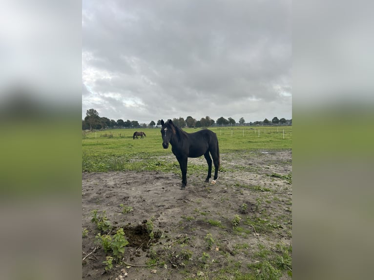 Duitse rijpony Mix Hengst 2 Jaar 145 cm Zwart in Ihlow Ludwigsdorf