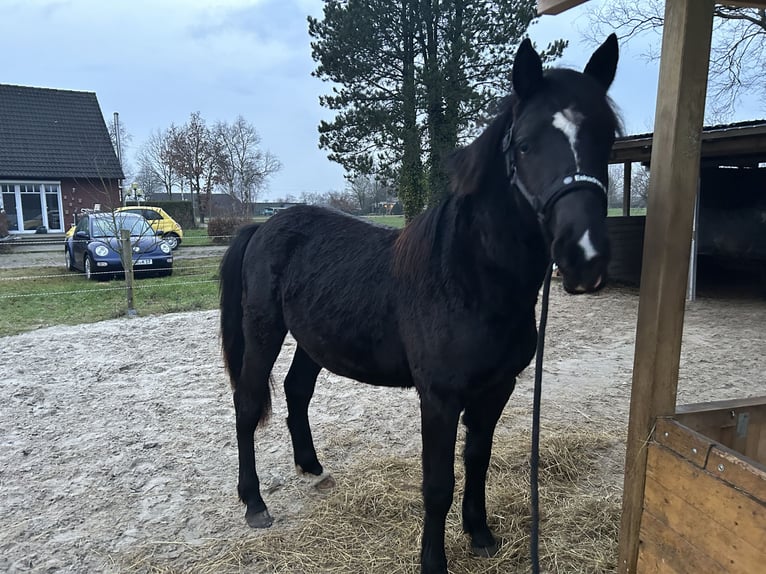 Duitse rijpony Mix Hengst 2 Jaar 145 cm Zwart in Ihlow Ludwigsdorf