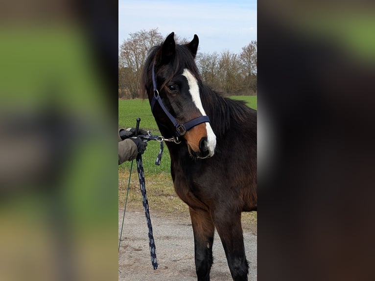 Duitse rijpony Hengst 2 Jaar 146 cm Bruin in Burgwedel