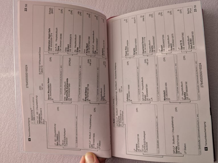 Duitse rijpony Hengst 2 Jaar 146 cm Bruin in Burgwedel