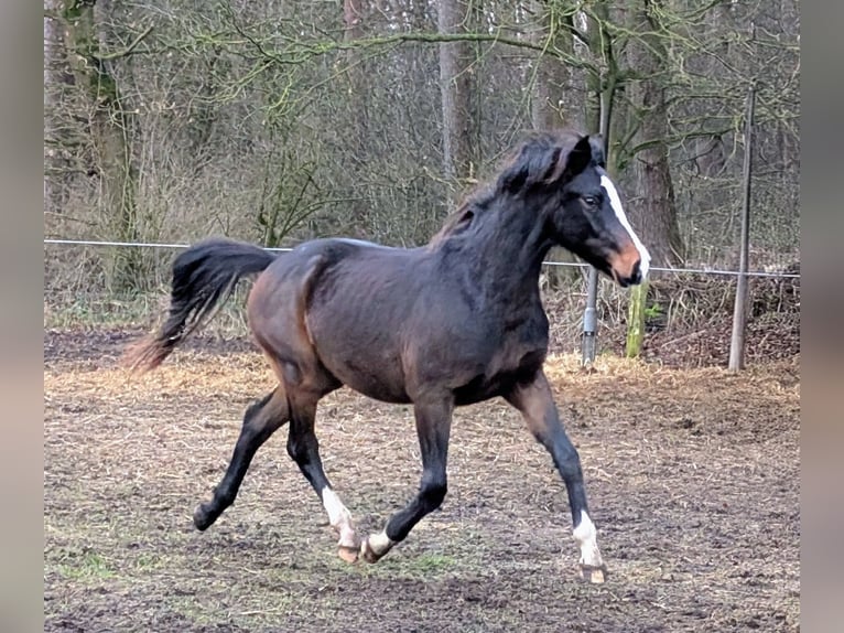 Duitse rijpony Hengst 2 Jaar 146 cm Bruin in Burgwedel