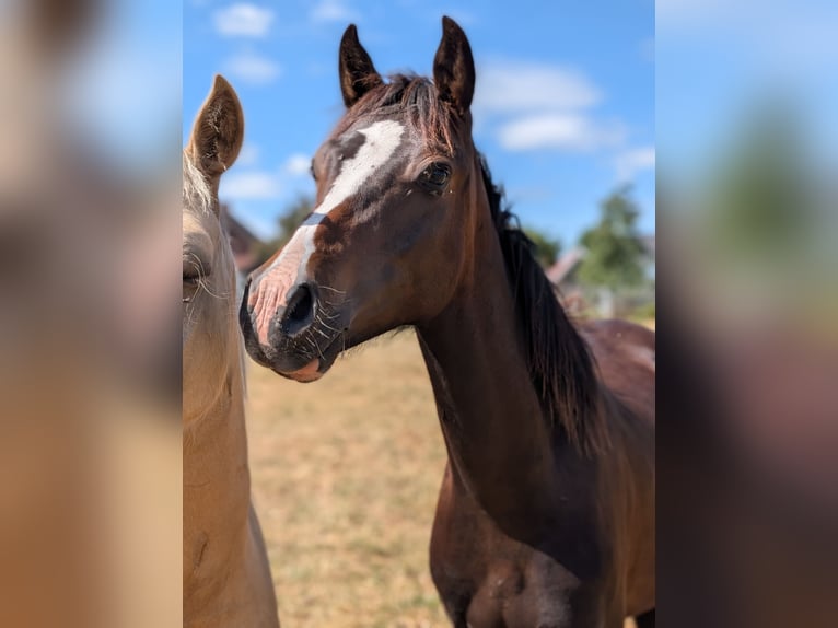 Duitse rijpony Hengst 2 Jaar 146 cm Bruin in Burgwedel