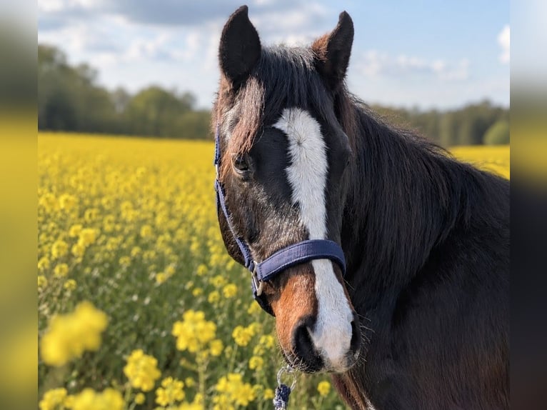 Duitse rijpony Hengst 2 Jaar 146 cm Bruin in Burgwedel