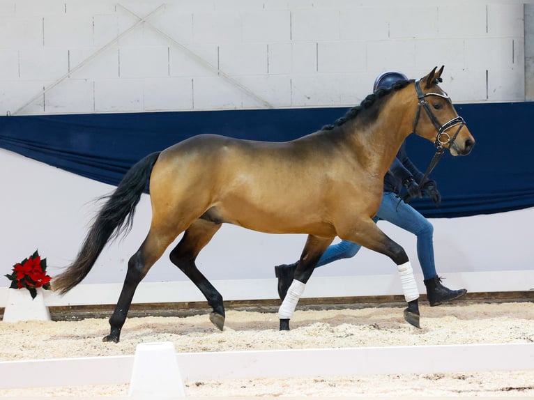 Duitse rijpony Hengst 2 Jaar 146 cm Bruin in Marsberg