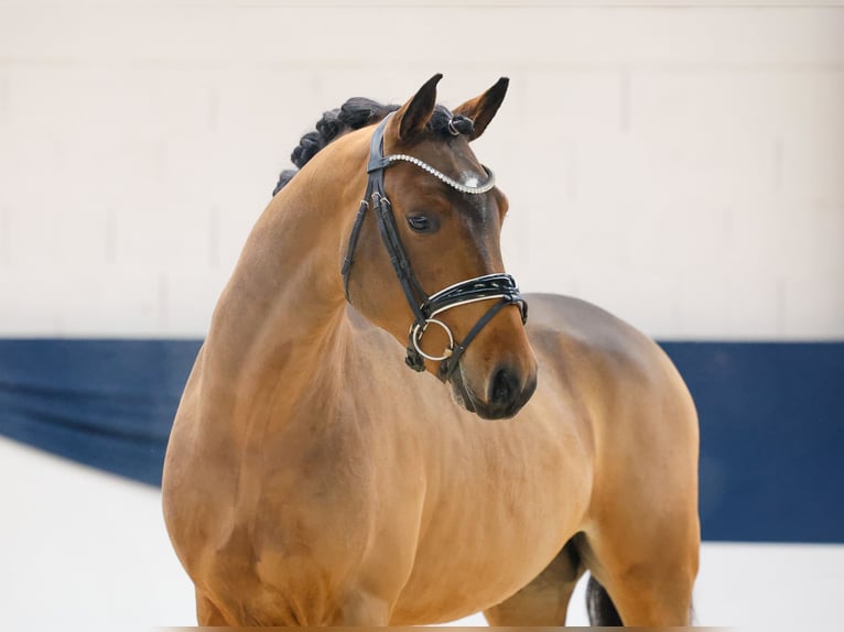 Duitse rijpony Hengst 2 Jaar 146 cm Bruin in Marsberg