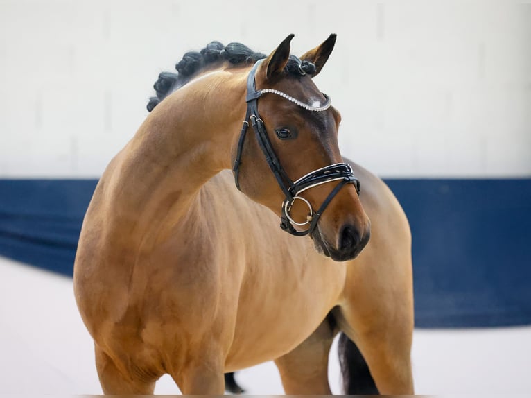 Duitse rijpony Hengst 2 Jaar 146 cm Bruin in Marsberg