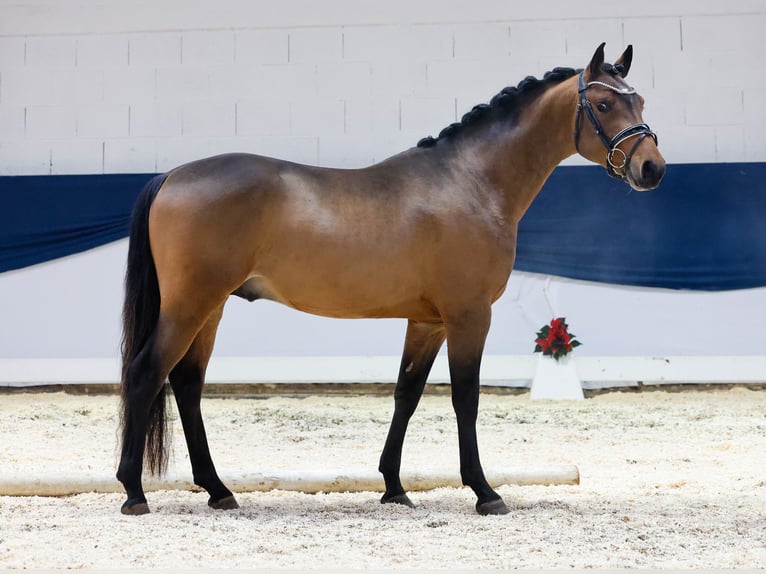 Duitse rijpony Hengst 2 Jaar 146 cm Bruin in Marsberg