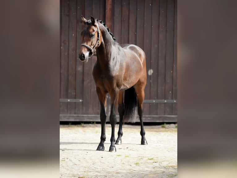 Duitse rijpony Hengst 2 Jaar 146 cm Donkerbruin in Poznań