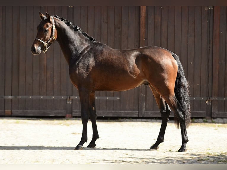 Duitse rijpony Hengst 2 Jaar 146 cm Donkerbruin in Poznań