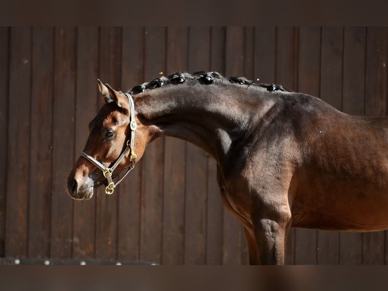 Duitse rijpony Hengst 2 Jaar 146 cm Donkerbruin in Poznań