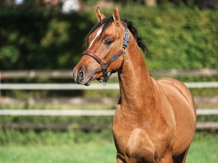 Duitse rijpony Hengst 2 Jaar 146 cm Falbe in Bedburg