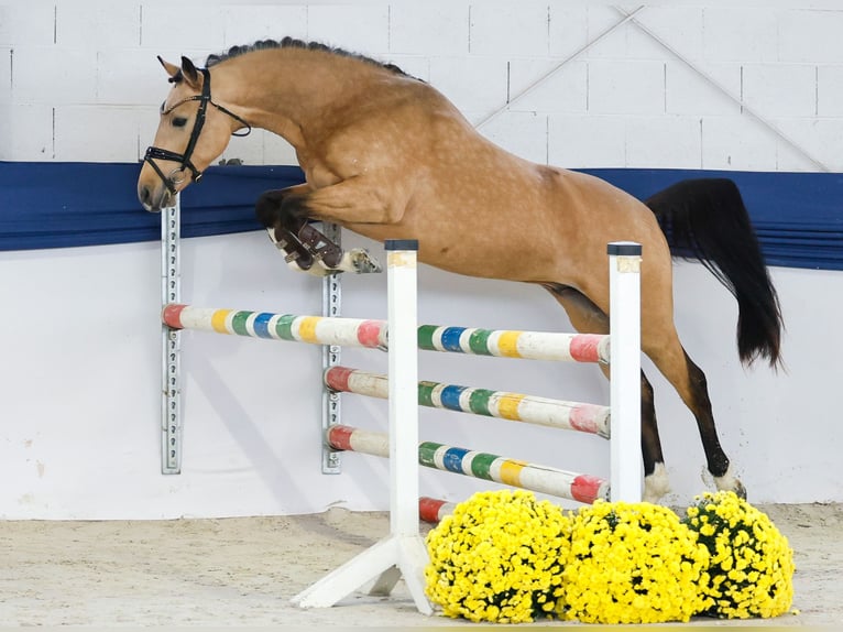 Duitse rijpony Hengst 2 Jaar 146 cm Falbe in Marsberg