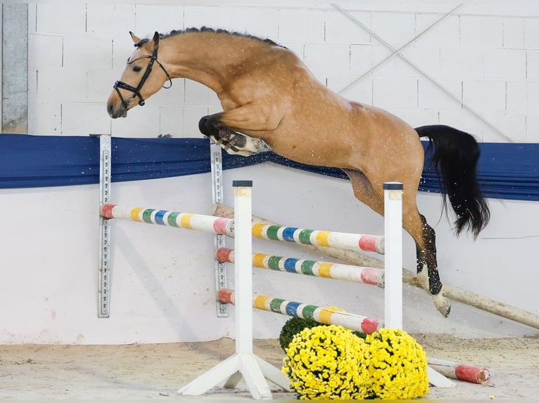 Duitse rijpony Hengst 2 Jaar 146 cm Falbe in Marsberg