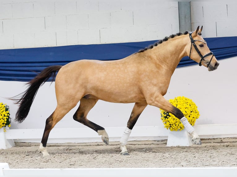 Duitse rijpony Hengst 2 Jaar 146 cm Falbe in Marsberg