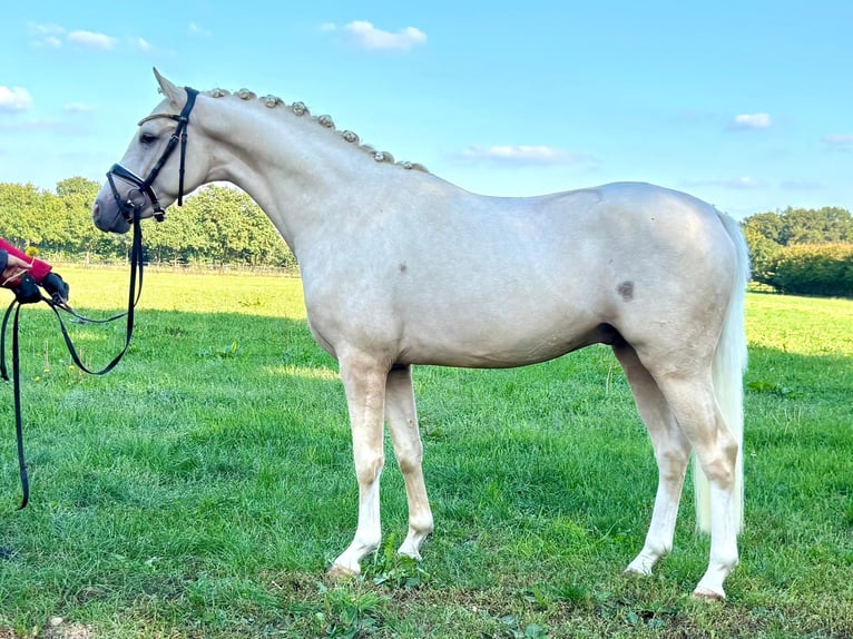 Duitse rijpony Hengst 2 Jaar 146 cm Palomino in Hude (Oldenburg)