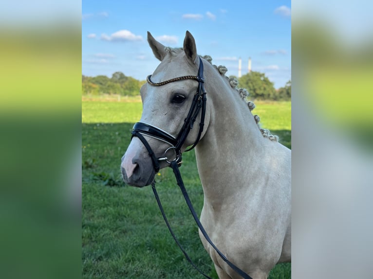 Duitse rijpony Hengst 2 Jaar 146 cm Palomino in Hude (Oldenburg)