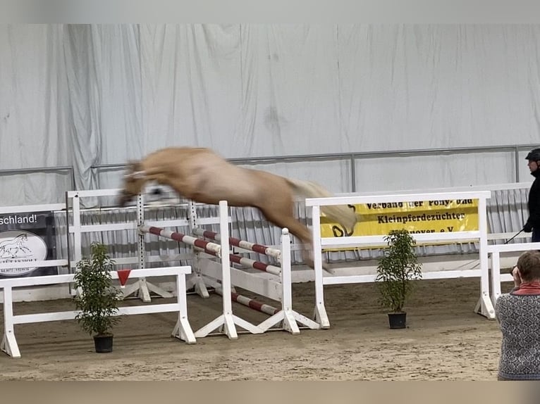 Duitse rijpony Hengst 2 Jaar 146 cm Palomino in Achim