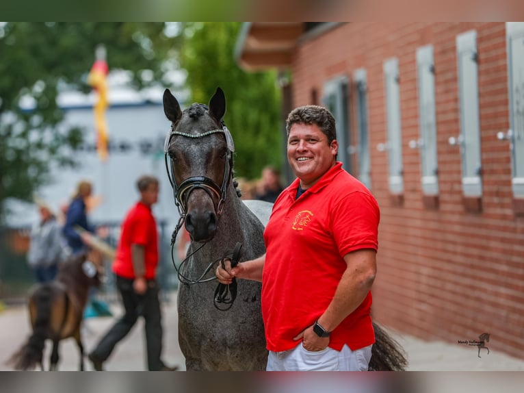 Duitse rijpony Hengst 2 Jaar 146 cm Roan-Bay in Esens