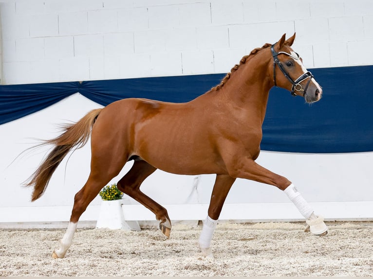Duitse rijpony Hengst 2 Jaar 146 cm Vos in Marsberg