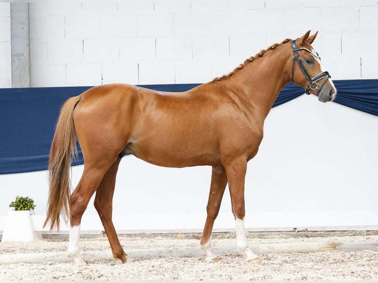 Duitse rijpony Hengst 2 Jaar 146 cm Vos in Marsberg