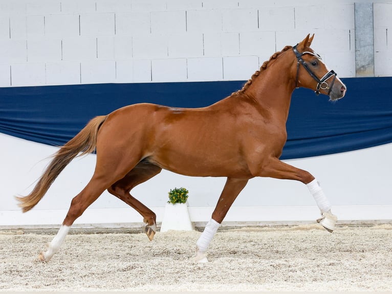 Duitse rijpony Hengst 2 Jaar 146 cm Vos in Marsberg