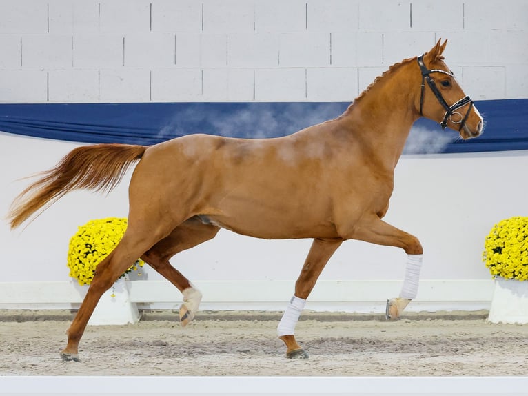 Duitse rijpony Hengst 2 Jaar 146 cm Vos in Marsberg