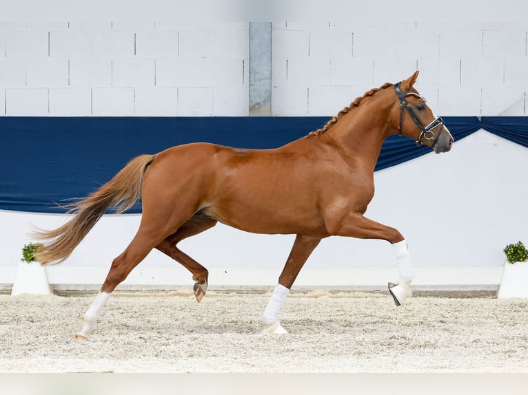 Duitse rijpony Hengst 2 Jaar 146 cm Vos in Marsberg